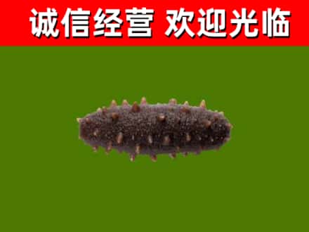 天府新区成都片区华阳烟酒回收干海参.jpg